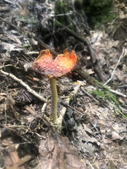 Amanita parcivolvata