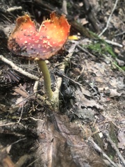 Amanita parcivolvata