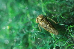 Idiocerus herrichii