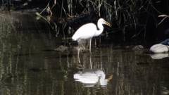 Ardea alba