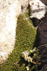 Ptychostomum torquescens
