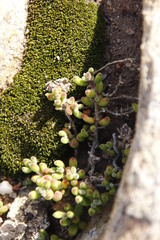 Drosanthemum stokoei