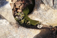 Drosanthemum stokoei