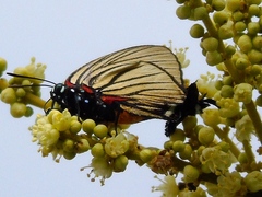 Atlides polybe