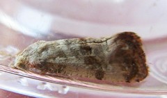 Cochylichroa arthuri