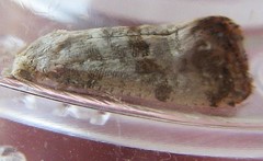 Cochylichroa arthuri