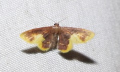 Lophosis labeculata