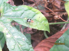 Gynandrobrotica