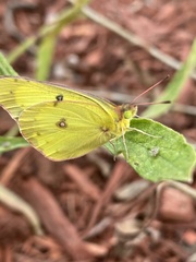 Colias