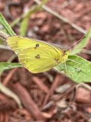 Colias