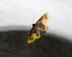 Lophosis labeculata