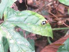 Gynandrobrotica