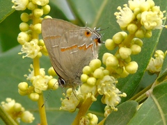 Rubroserrata mathewi