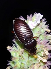 Curtonotus