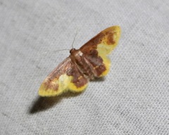 Lophosis labeculata