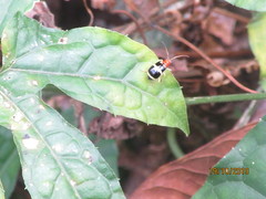 Gynandrobrotica