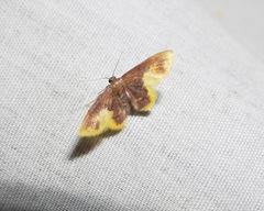 Lophosis labeculata