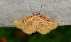 Cacographis osteolalis
