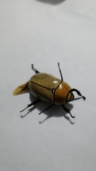 Heterosternus rodriguezi