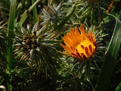Oedera capensis