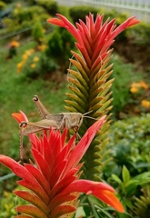 Caelifera