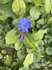 Ceratostigma