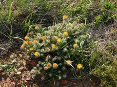 Oedera capensis