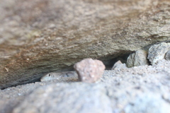 Pholidoscelis pluvianotatus