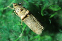 Trachonitis cristella