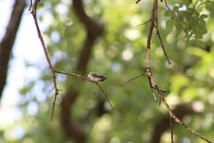 Archilochus alexandri