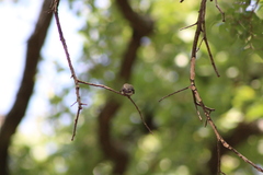 Archilochus alexandri