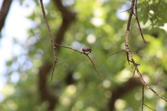 Archilochus alexandri