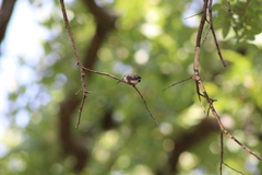 Archilochus alexandri