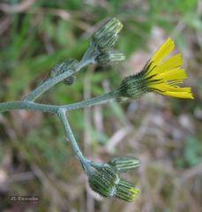 Hieracium glaucinum