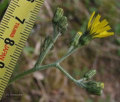 Hieracium glaucinum