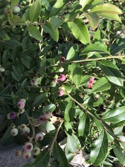 Vaccinium angustifolium image