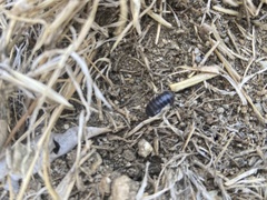 Armadillidium vulgare