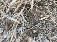 Armadillidium vulgare