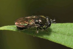 Heringia senilis