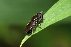 Heringia senilis