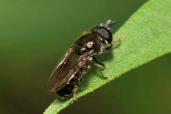 Heringia senilis