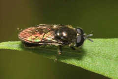Heringia senilis