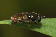 Heringia senilis