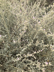 Sphaeralcea ambigua rosacea