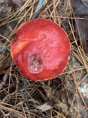 Exsudoporus
