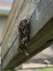 Noctuidae