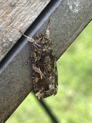 Noctuidae