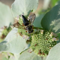 Coelioxys octodentatus