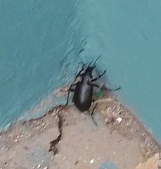 Calosoma