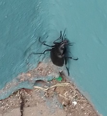 Calosoma